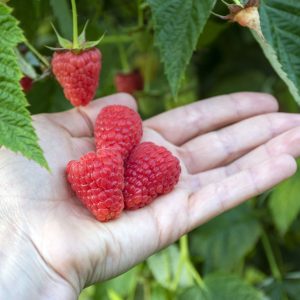 Himbeeren der Sorte Himbeersorte Amalia Rossa® auf einer Hand