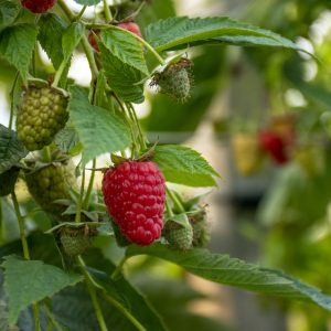 Himbeeren am Strauch