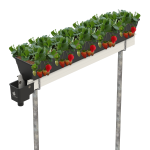 Hydroponisches Anbausystem für Erdbeeren - Bildnachweis: Hydroponic Systems